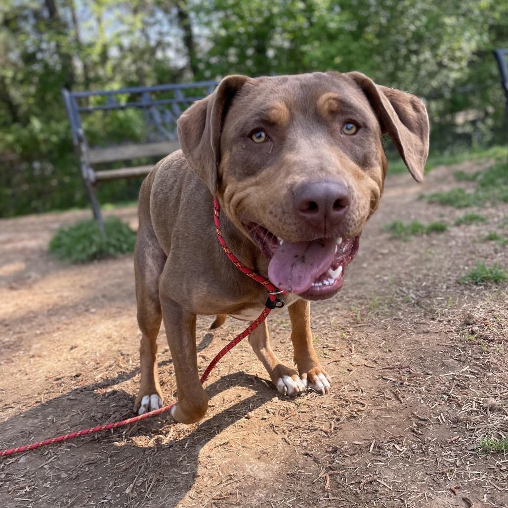 Enlarge Gage, a Adoptable mixed breed in Brownsboro, AL image 2/6