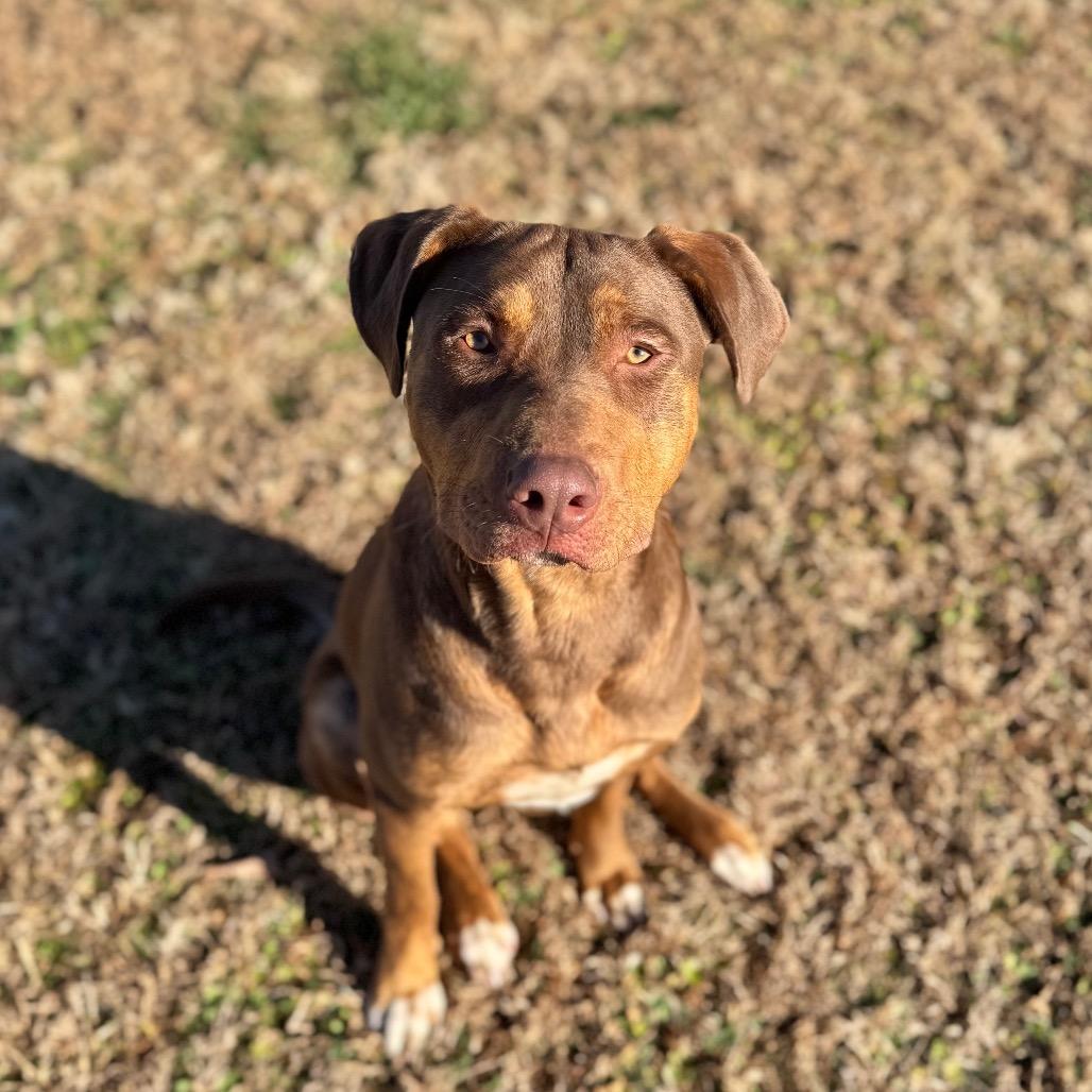 Enlarge Gage, a Adoptable mixed breed in Brownsboro, AL image 2/2