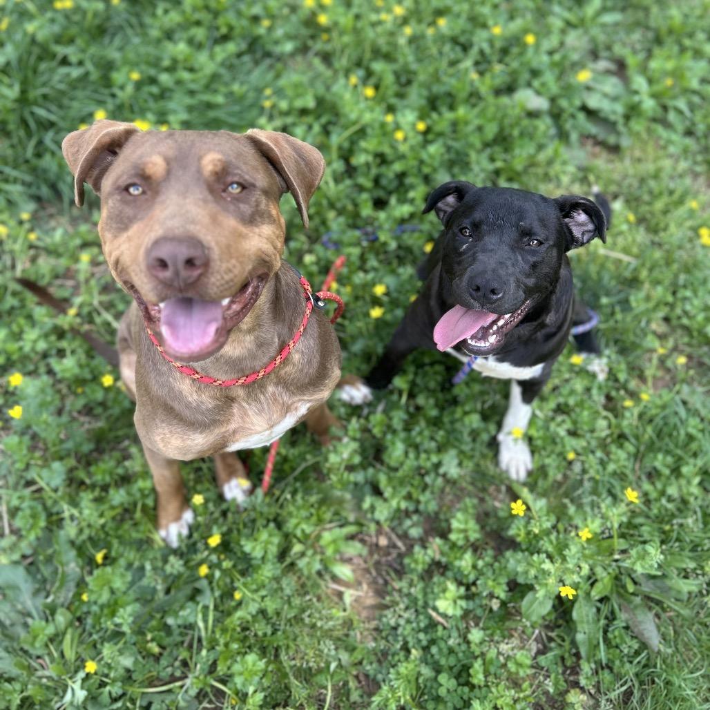 Enlarge Gage, a Adoptable mixed breed in Brownsboro, AL image 4/6