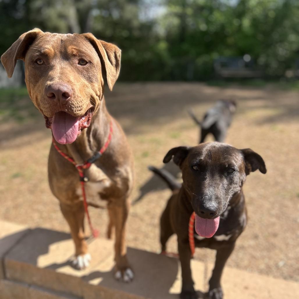 Enlarge Gage, a Adoptable mixed breed in Brownsboro, AL image 5/6