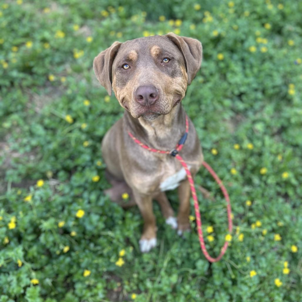 Enlarge Gage, a Adoptable mixed breed in Brownsboro, AL image 6/6