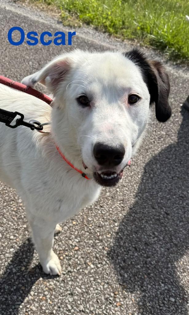 Oscar, Adoptable, Young Male Australian Cattle Dog / Blue Heeler & Dalmatian.