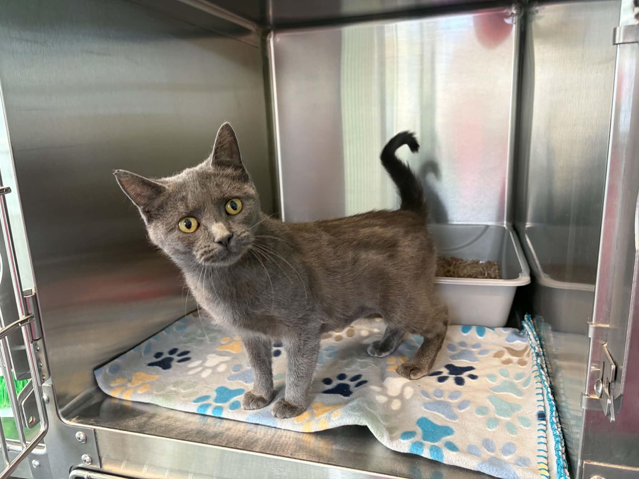 Enlarge Dill, a Adoptable Domestic Short Hair in Lincoln, MI image 1/1