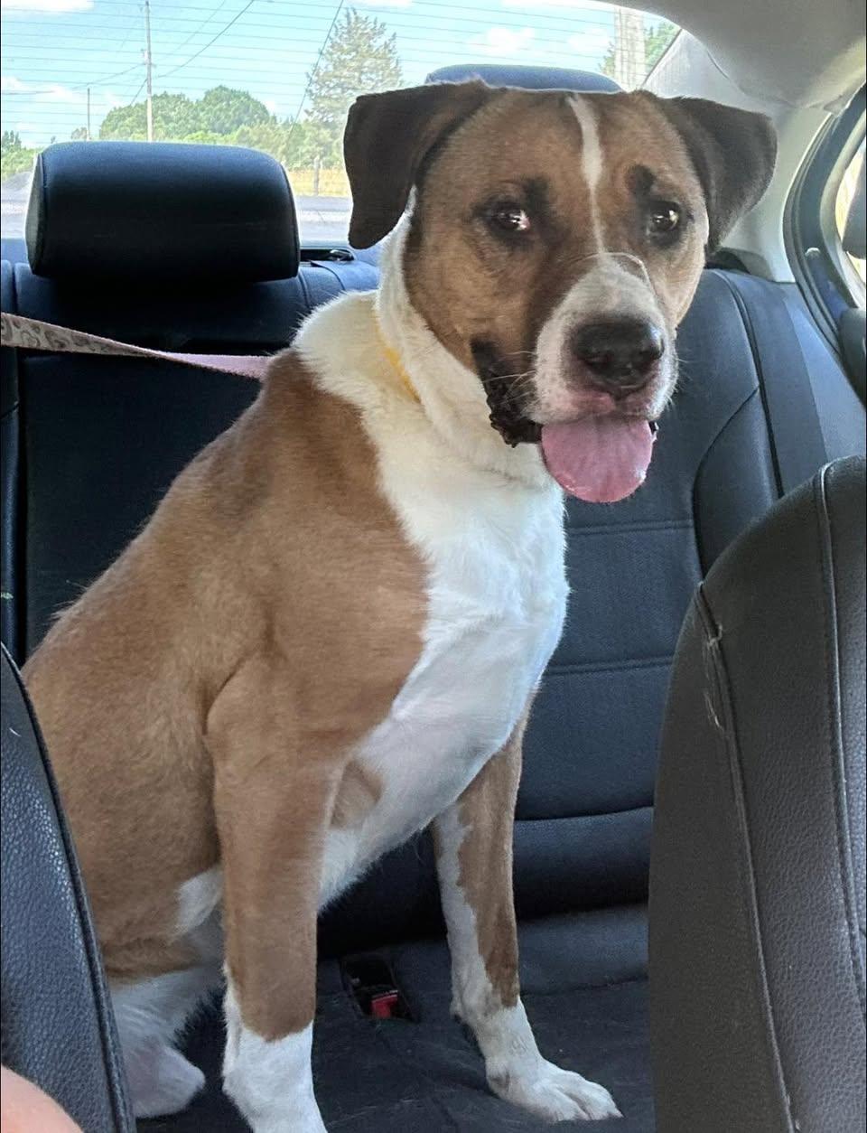 Enlarge KILO, a Adoptable Mixed Breed in East Flat Rock, NC image 2/5