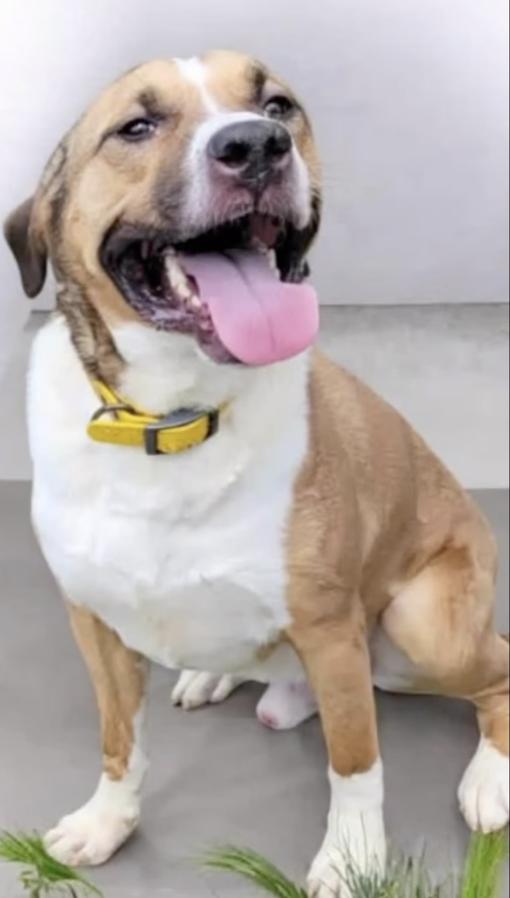 Enlarge KILO, a Adoptable Mixed Breed in East Flat Rock, NC image 4/5