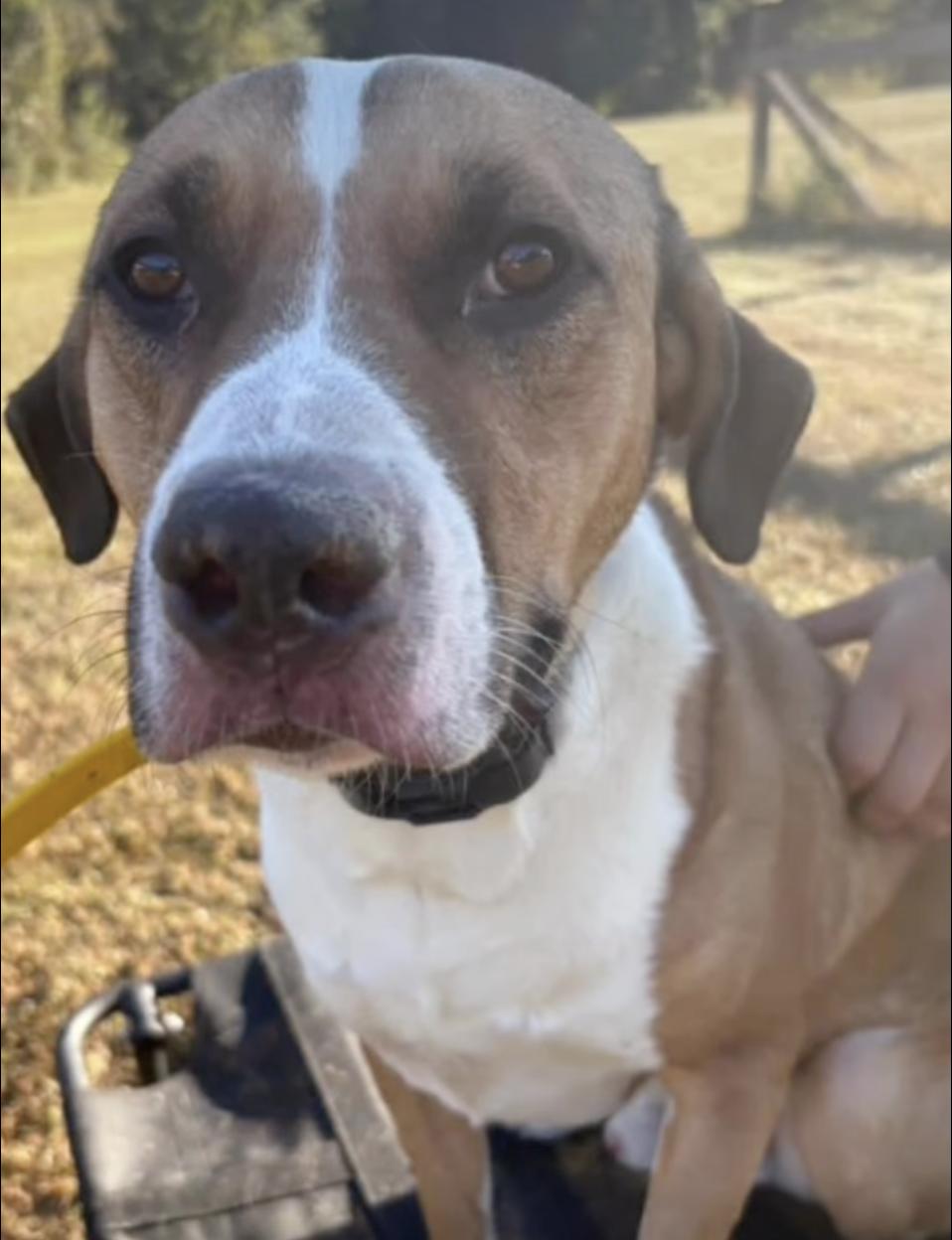 Enlarge KILO, a Adoptable Mixed Breed in East Flat Rock, NC image 3/5