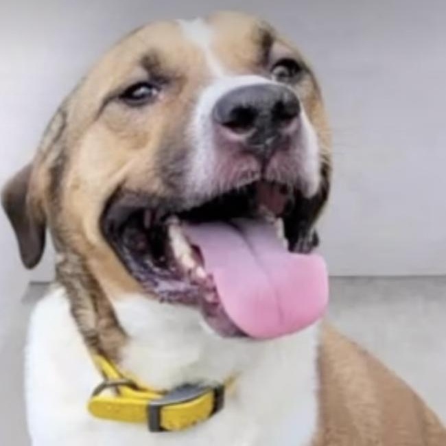 KILO, Adoptable, Adult Male Mixed Breed.