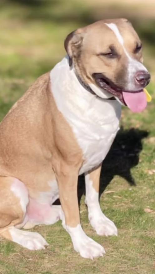 Enlarge KILO, a Adoptable Mixed Breed in East Flat Rock, NC image 5/5