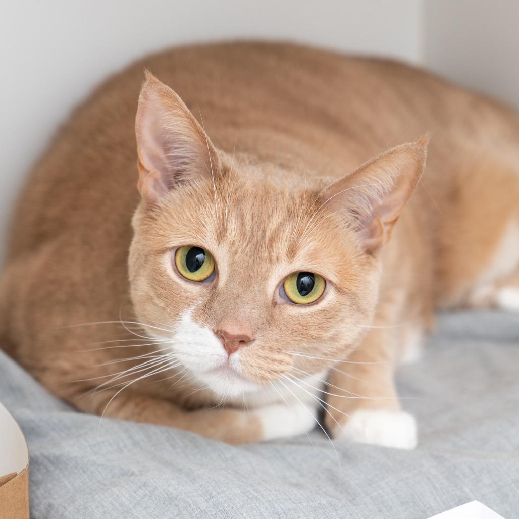 Hartford, Adoptable, Adult Female Domestic Short Hair.