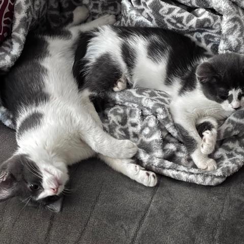 Enlarge Middie, an adopted Domestic Short Hair in Richmond, VA image 4/4