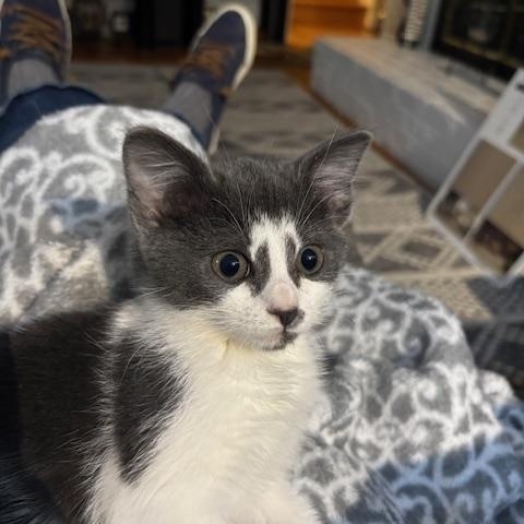 Enlarge Middie, an adopted Domestic Short Hair in Richmond, VA image 3/4