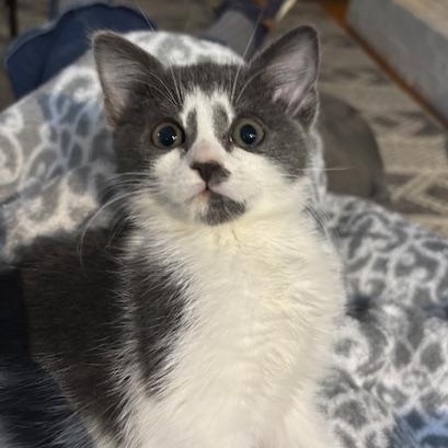 Enlarge Middie, an adopted Domestic Short Hair in Richmond, VA image 1/4