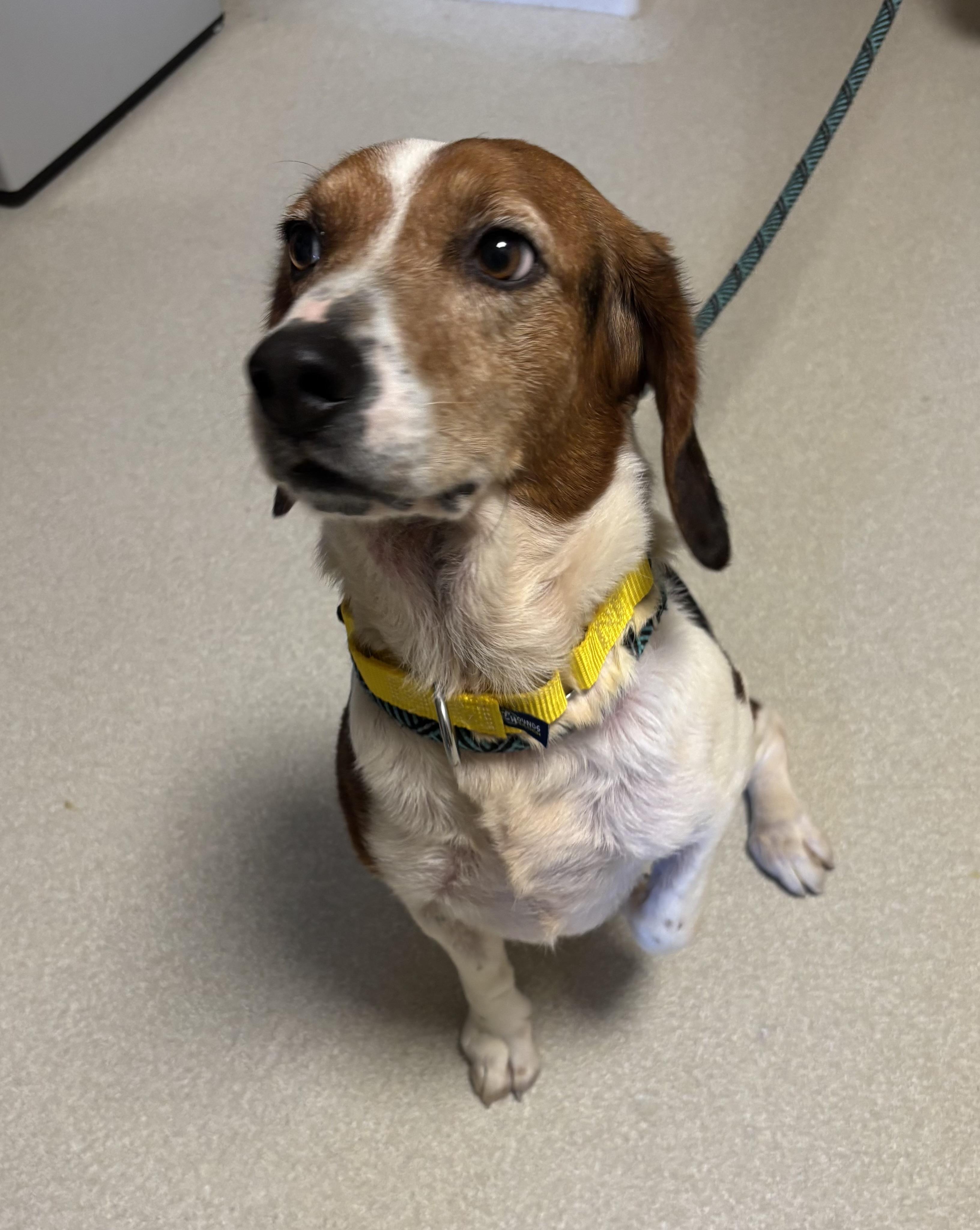 Bayo, ADOPTABLE, Young Male Beagle.