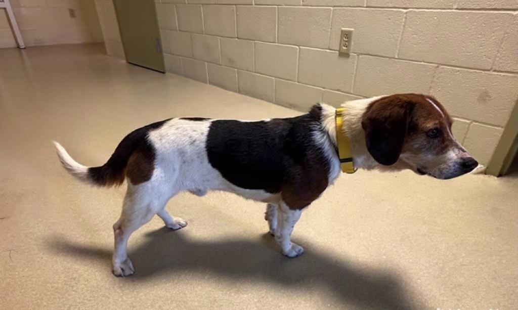 Enlarge Bayo, a ADOPTABLE mixed breed in Ashland, OH image 2/2