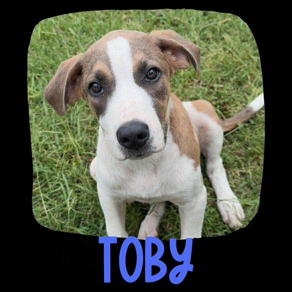 Enlarge Toby, a Adoptable mixed breed in TULSA, OK image 1/2