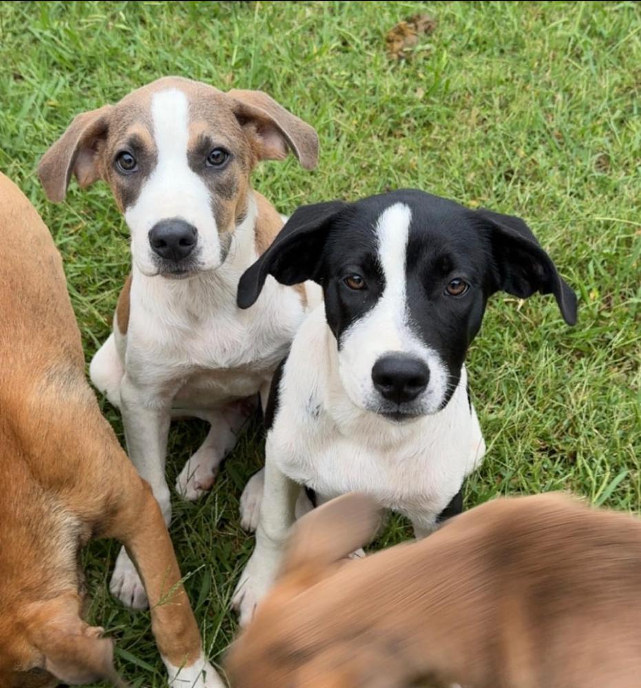 Enlarge Toby, a Adoptable mixed breed in TULSA, OK image 2/2