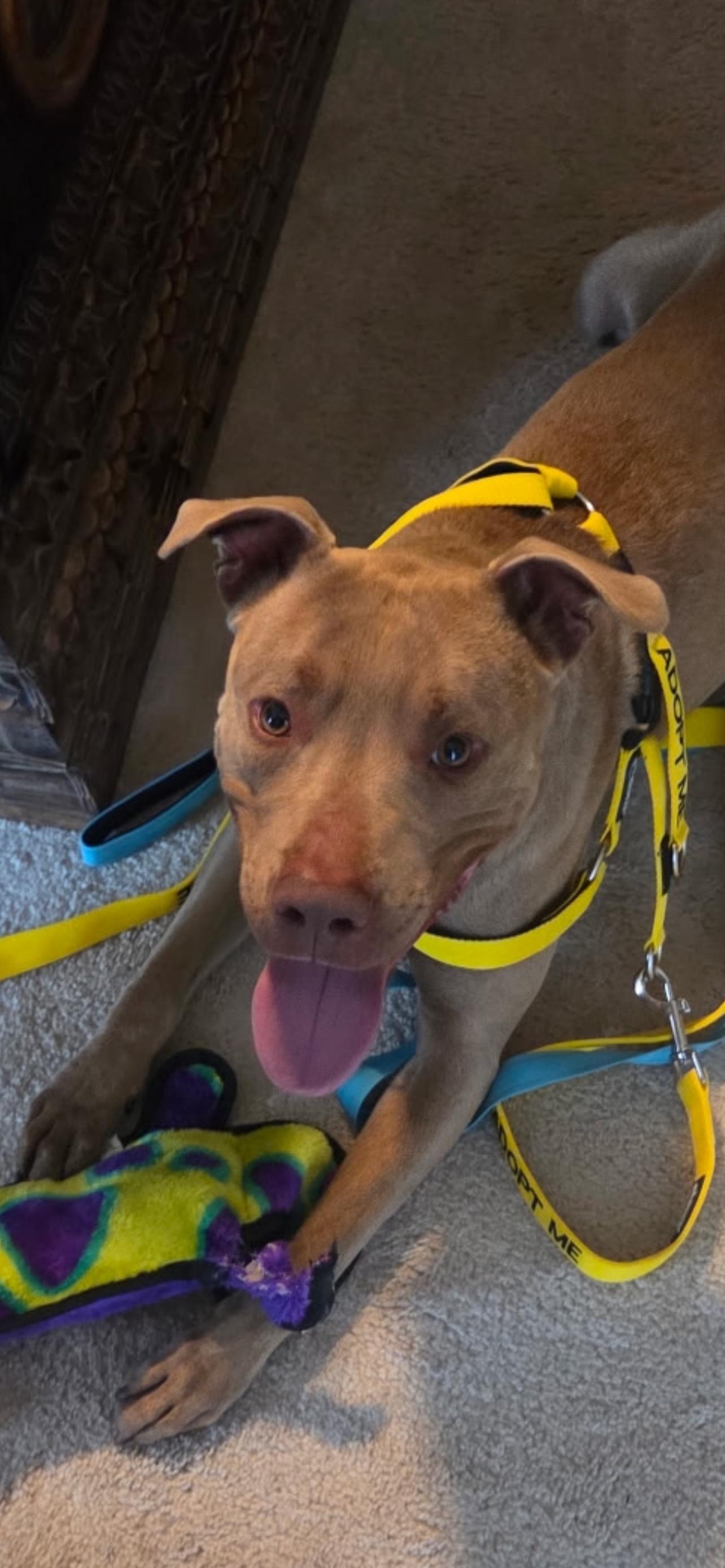 Enlarge Peanut, a ADOPTABLE mixed breed in Reidsville, NC image 1/5