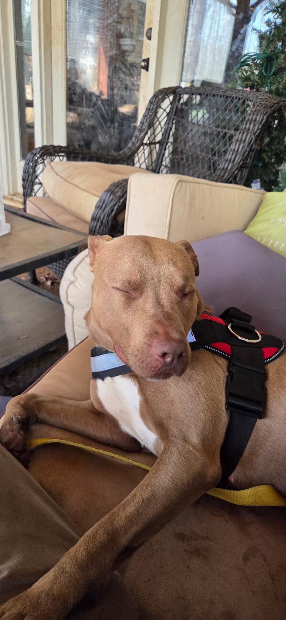 Enlarge Peanut, a ADOPTABLE mixed breed in Reidsville, NC image 4/5