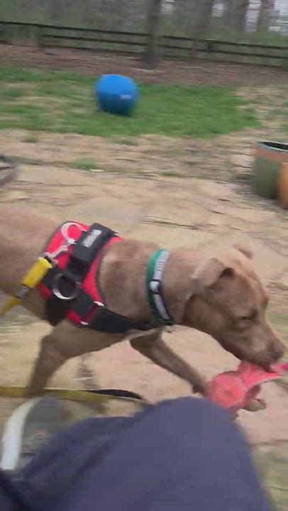 Enlarge Peanut, a ADOPTABLE mixed breed in Reidsville, NC video 5/5