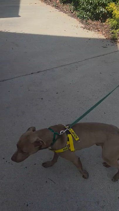 Enlarge Peanut, a ADOPTABLE mixed breed in Reidsville, NC video 3/5