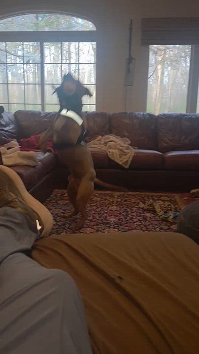 Enlarge Peanut, a ADOPTABLE mixed breed in Reidsville, NC video 2/5