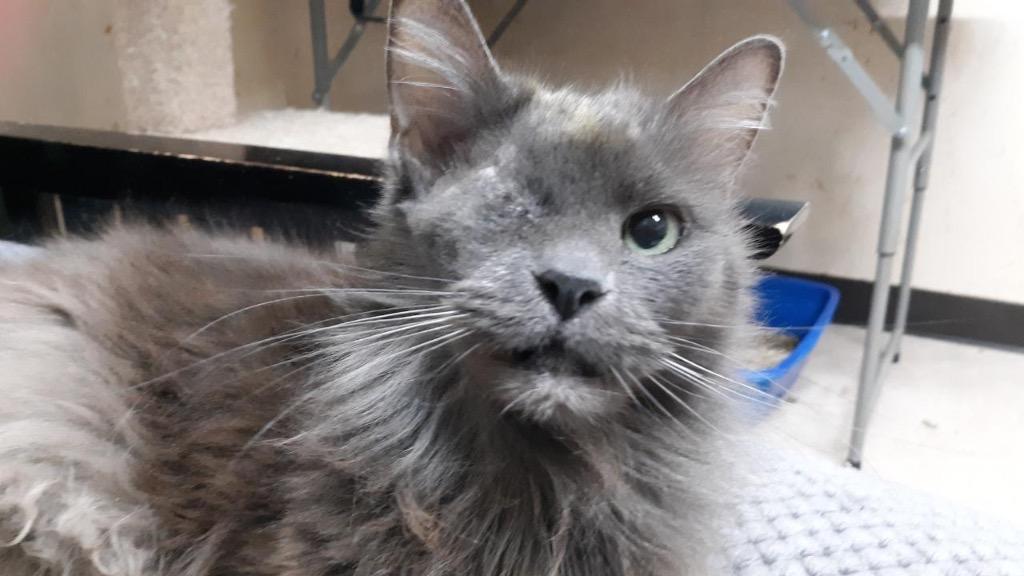 Pebbles, a Adoptable mixed breed in Sherwood, OR image 1/3