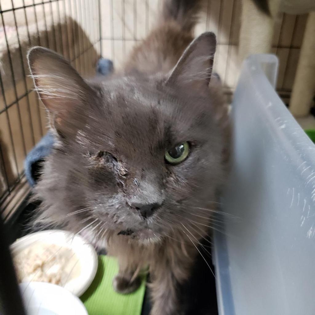 Enlarge Pebbles, a Adoptable mixed breed in Sherwood, OR image 1/3