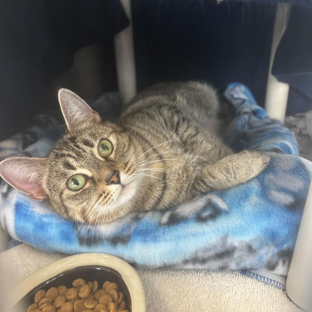 Elora, Adoptable, Adult Female Domestic Short Hair.