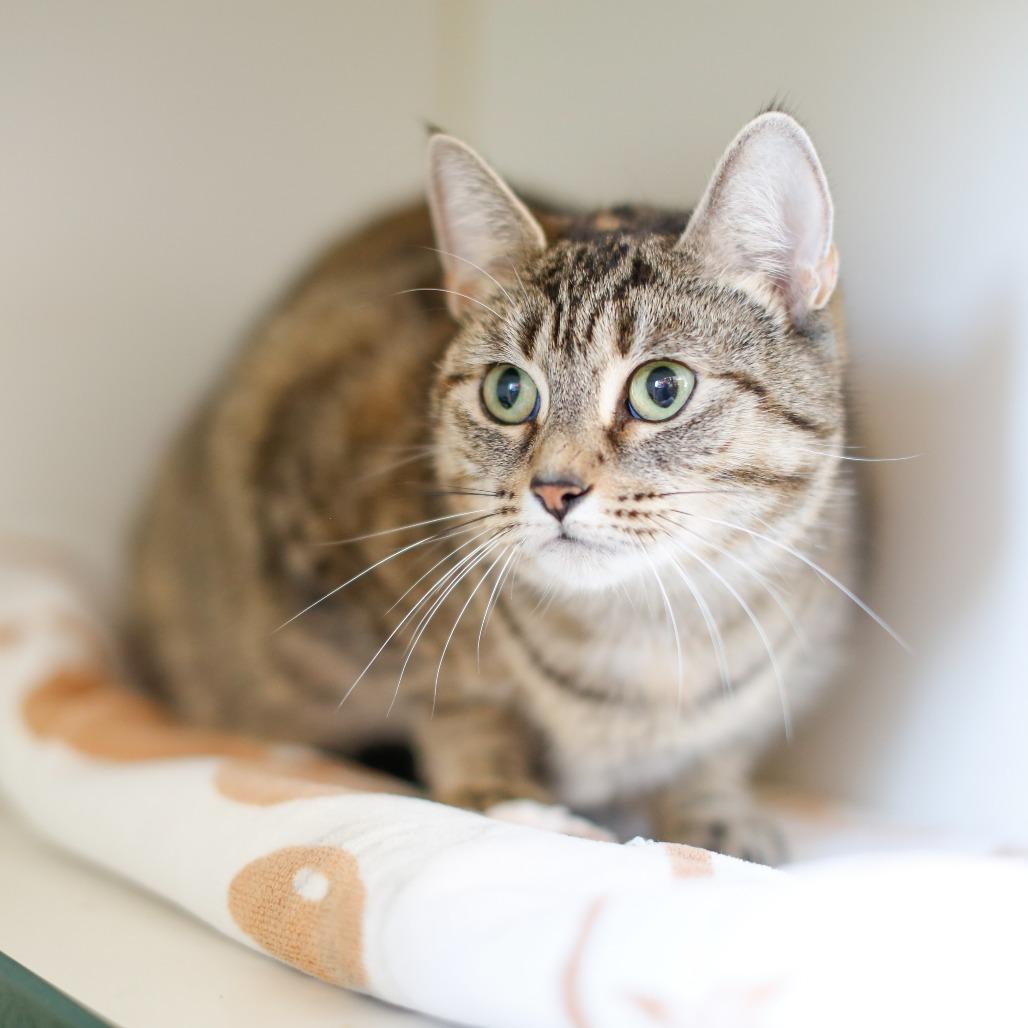 Enlarge Elora, a Adoptable Domestic Short Hair in Dover, NH image 2/4