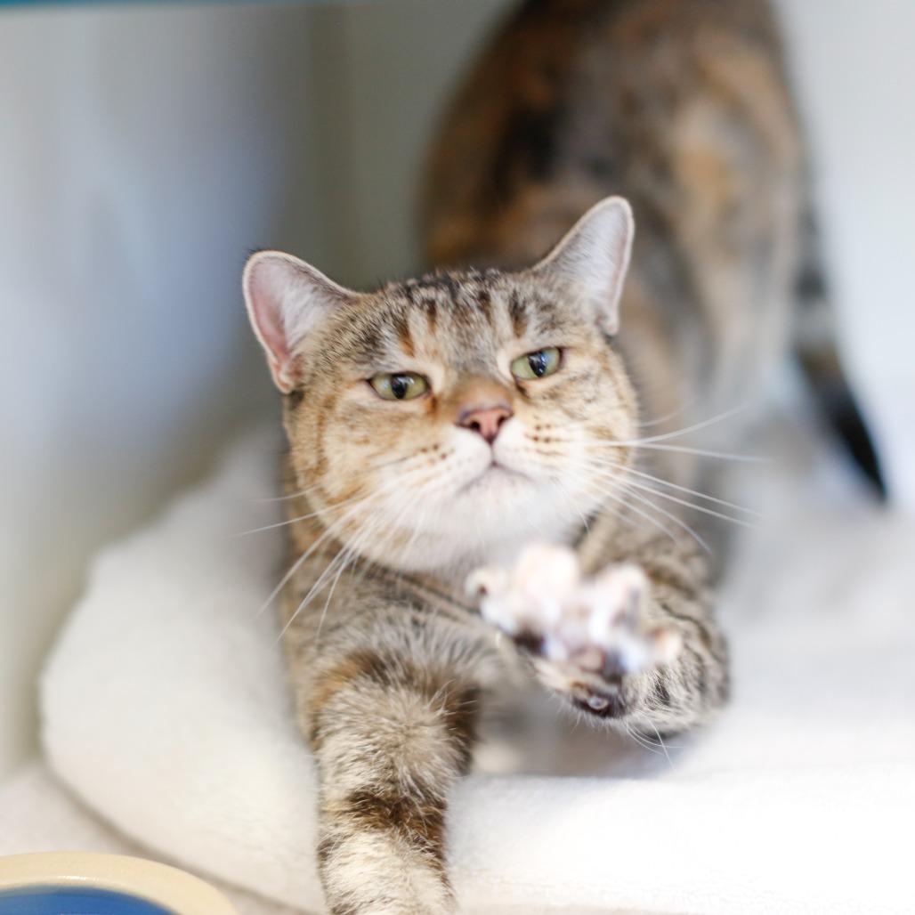 Enlarge Elora, a Adoptable Domestic Short Hair in Dover, NH image 3/4