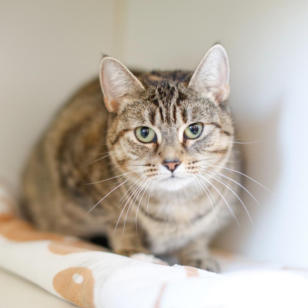 Enlarge Elora, a Adoptable Domestic Short Hair in Dover, NH image 4/4