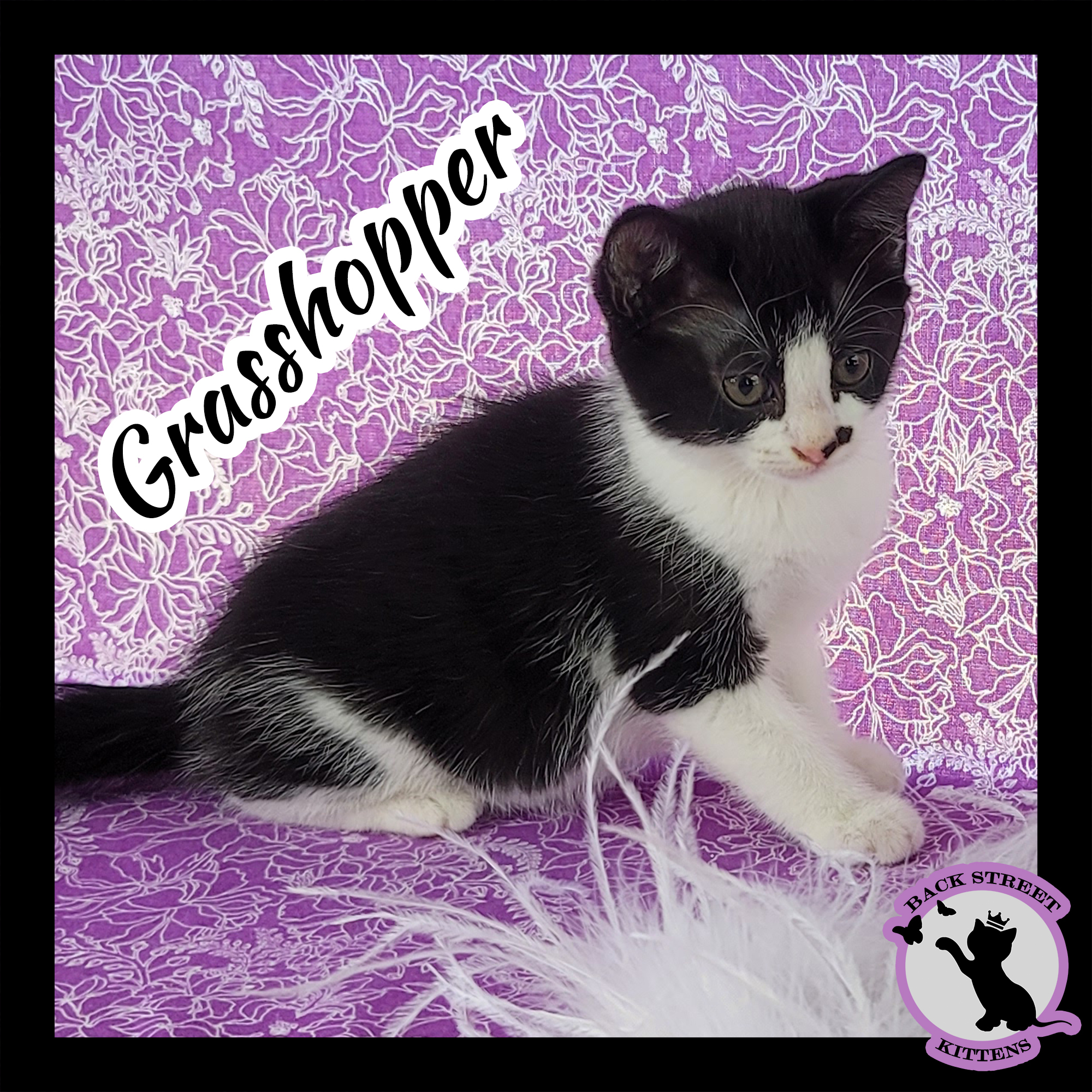 Enlarge Grasshopper, a Adoptable mixed breed in Dacula, GA image 1/12