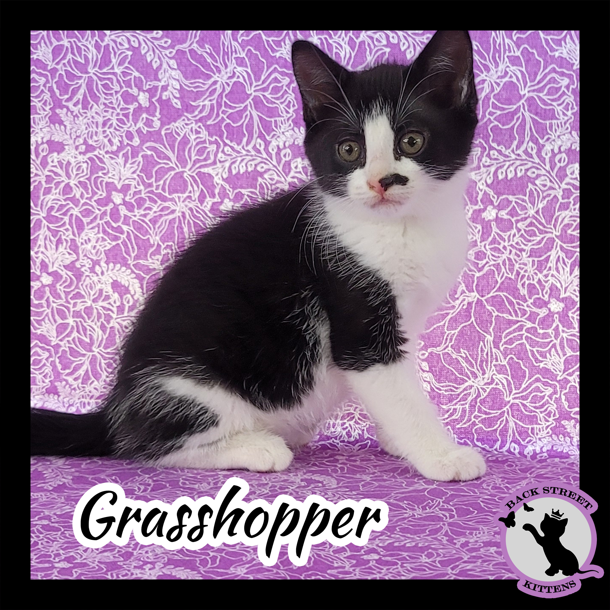 Enlarge Grasshopper, a Adoptable mixed breed in Dacula, GA image 2/12