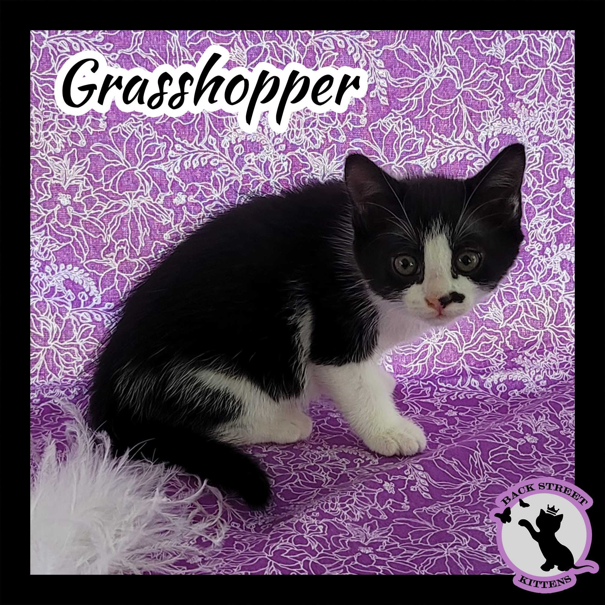 Enlarge Grasshopper, a Adoptable mixed breed in Dacula, GA image 3/12