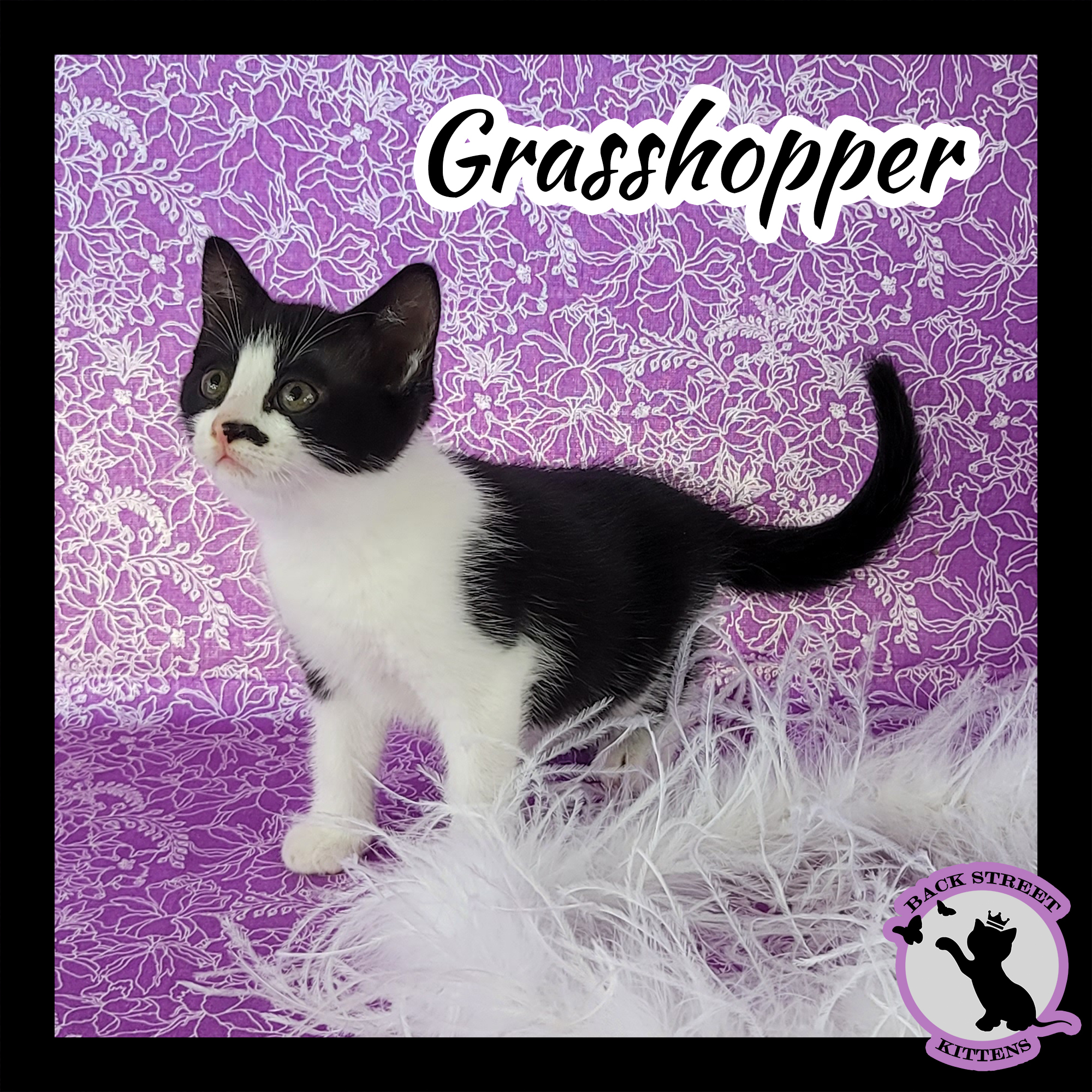 Enlarge Grasshopper, a Adoptable mixed breed in Dacula, GA image 4/12