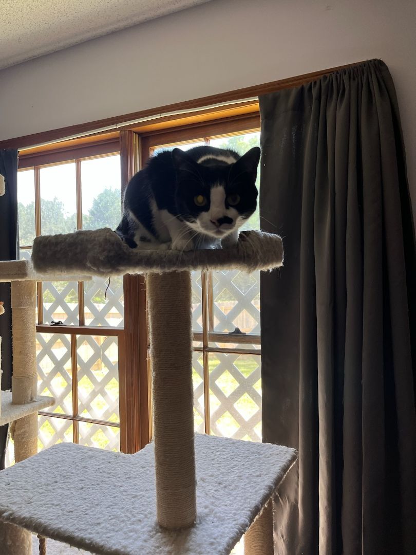 Enlarge Grasshopper, a Adoptable mixed breed in Dacula, GA image 5/12