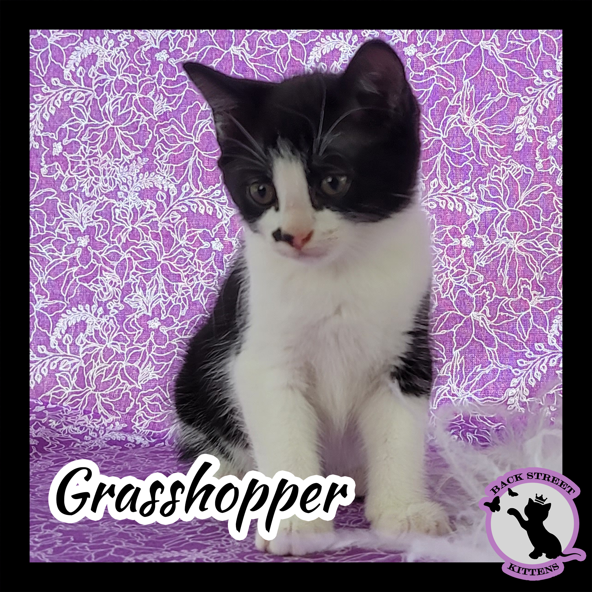 Grasshopper photo 4