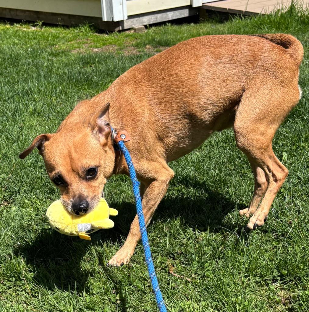 Enlarge Oolong, a Adoptable Chihuahua in Fall River, MA image 1/6