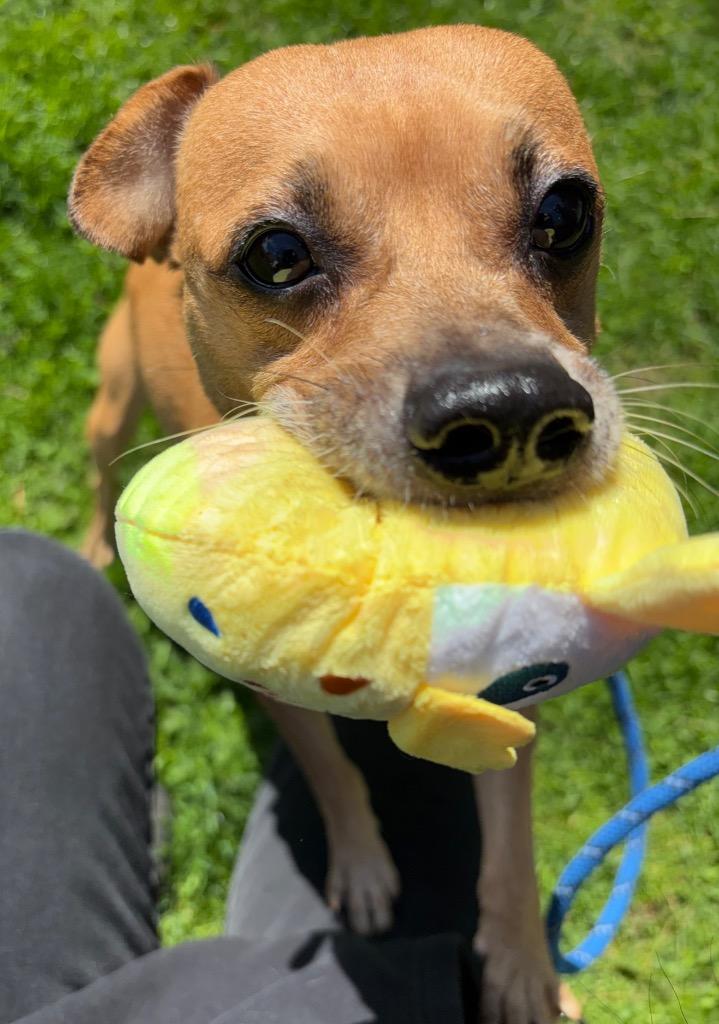 Enlarge Oolong, a Adoptable Chihuahua in Fall River, MA image 2/6