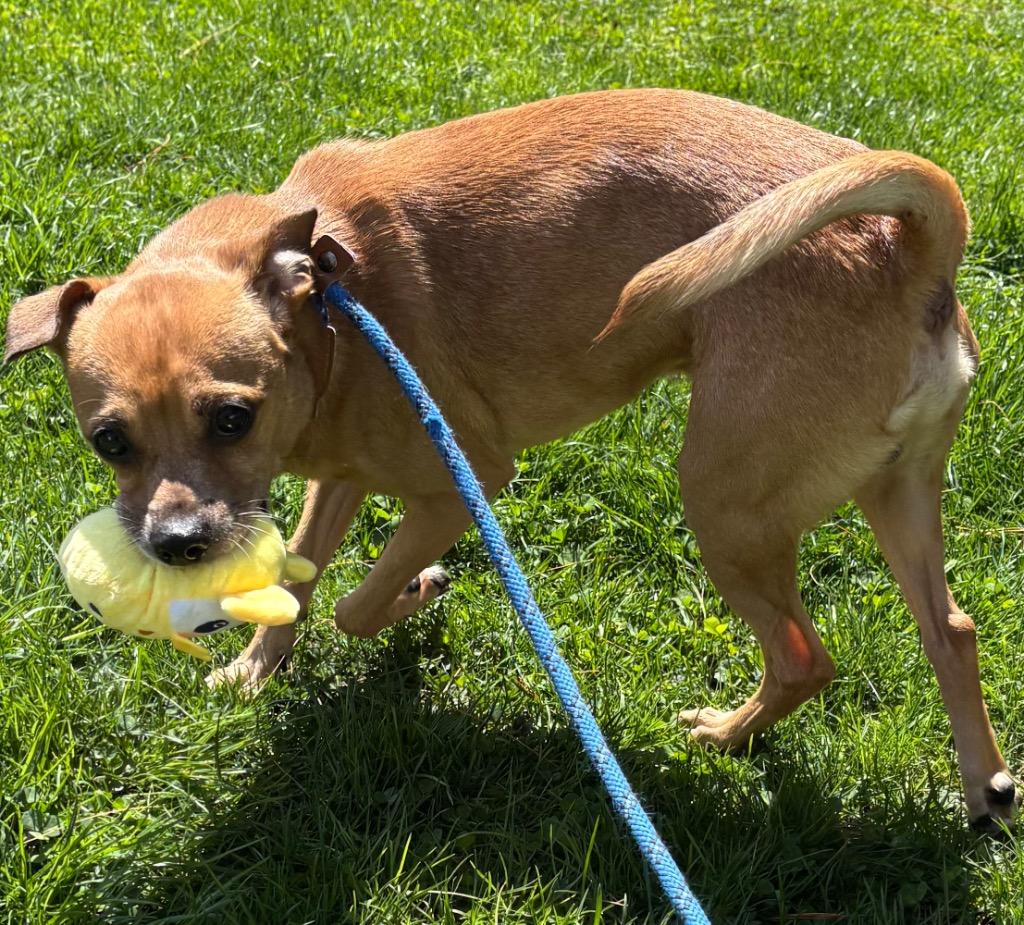 Enlarge Oolong, a Adoptable Chihuahua in Fall River, MA image 3/6