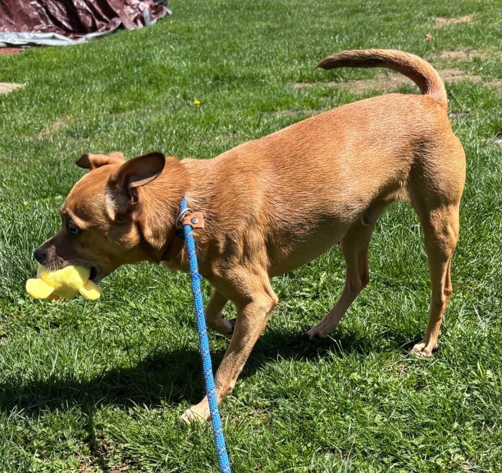 Enlarge Oolong, a Adoptable Chihuahua in Fall River, MA image 5/6