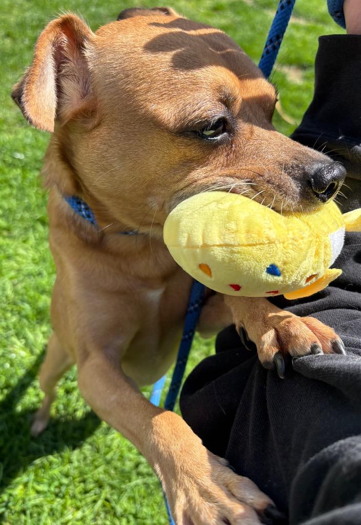 Enlarge Oolong, a Adoptable Chihuahua in Fall River, MA image 6/6