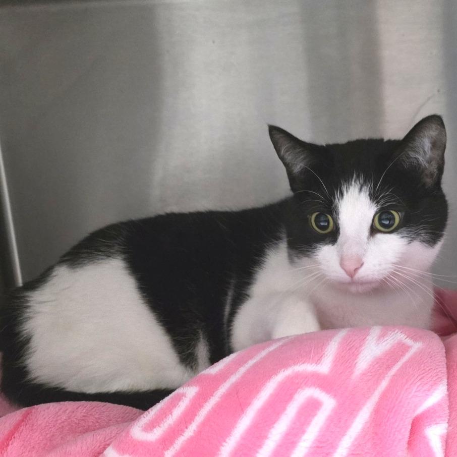 Enlarge Brenda, a Adoptable Domestic Short Hair in Fort Wayne, IN image 1/2