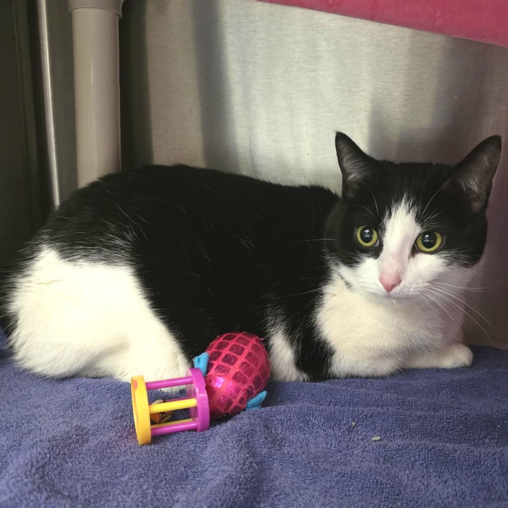 Enlarge Brenda, a Adoptable Domestic Short Hair in Fort Wayne, IN image 2/2