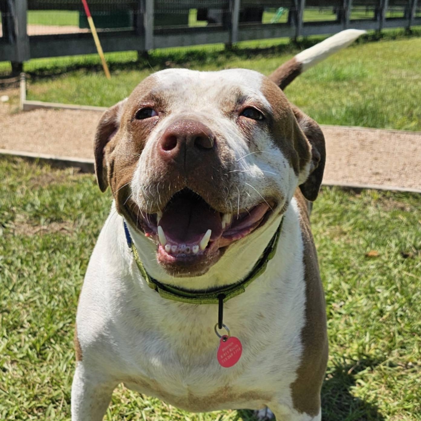 LUCY, Adoptable, Adult Female American Bully.