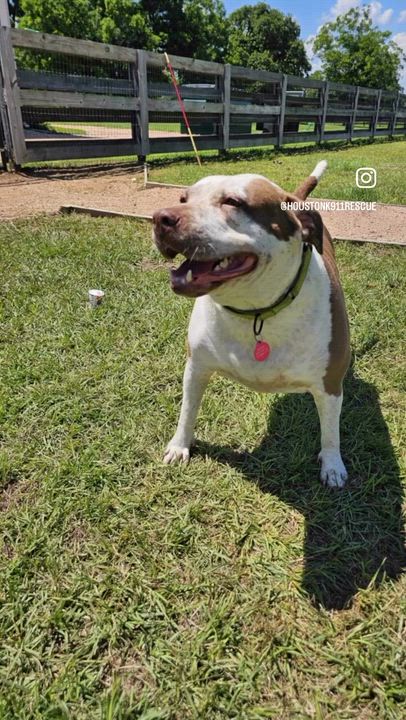 Enlarge LUCY, a Adoptable mixed breed in East Syracuse, NY video 4/6
