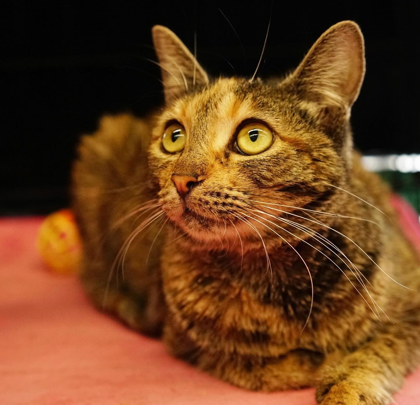 Enlarge Tiffany, a Adoptable Tortoiseshell in La Puente, CA image 2/3