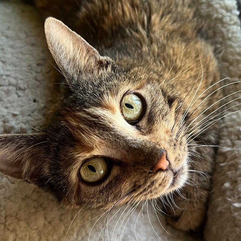 Tiffany, Adoptable, Adult Female Tortoiseshell.