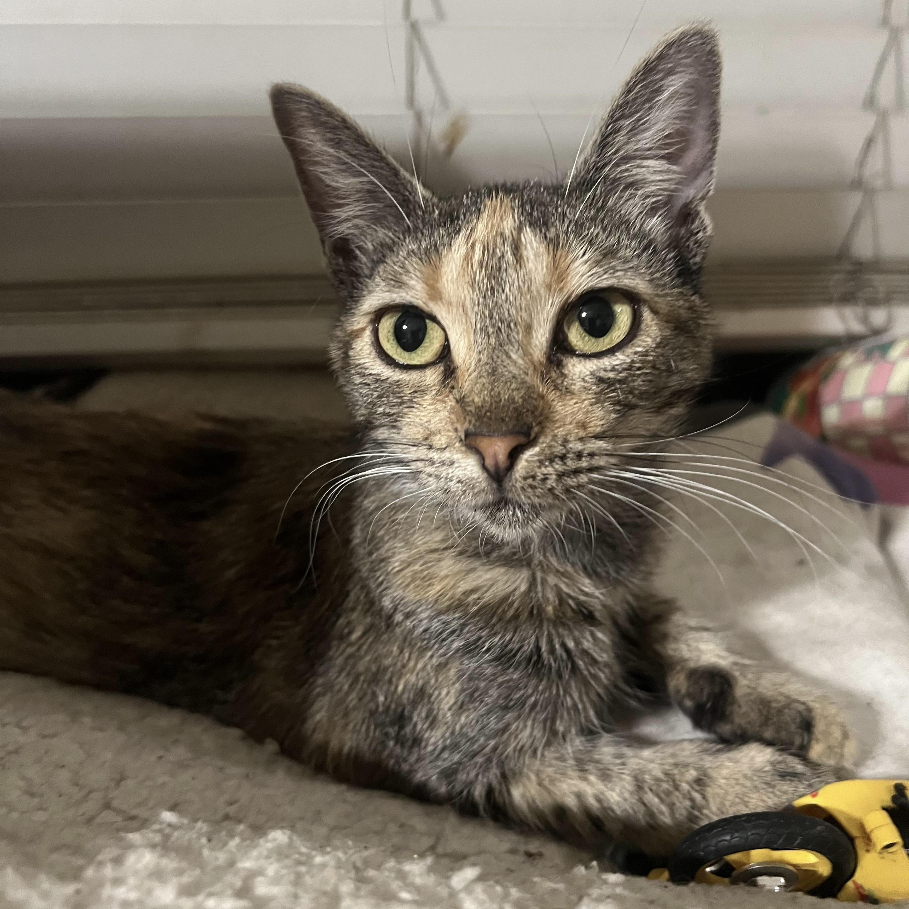 Enlarge Tiffany, a Adoptable Tortoiseshell in La Puente, CA image 3/3