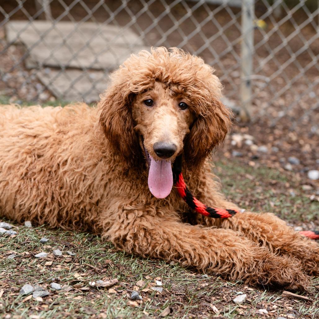 Baxter, Young Male Standard Poodle
